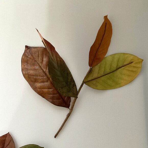 DIY MAGNOILA BIG LEAVES  18 COUNT - Picture 7 of 11